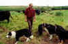 Paul, dogs and cattle